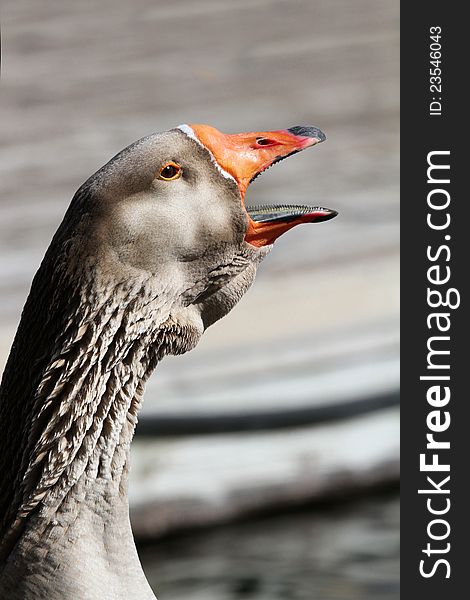Gray Drake Goose With Open Orange Beak Close Up. Gray Drake Goose With Open Orange Beak Close Up