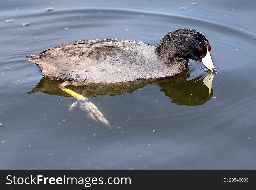 Regal Red Knobbed Mud Hen Swimming In Blue Water With Reflection. Regal Red Knobbed Mud Hen Swimming In Blue Water With Reflection