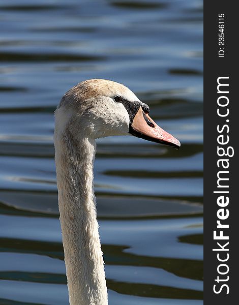 Close Up Detail Of King Swan Head Against Blue Water Background