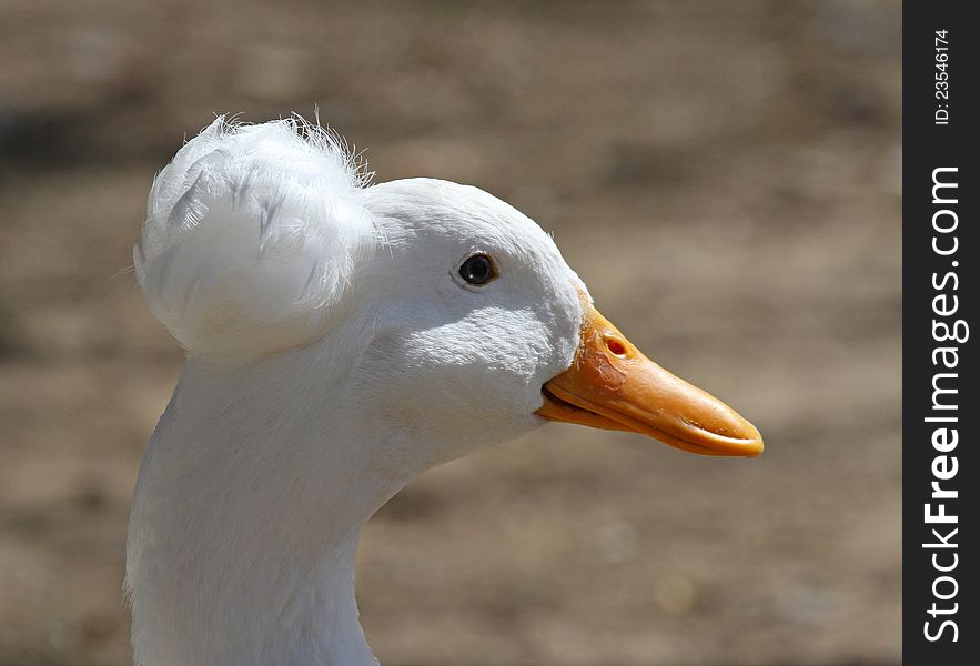 White Duck With funny Feather Bonnet