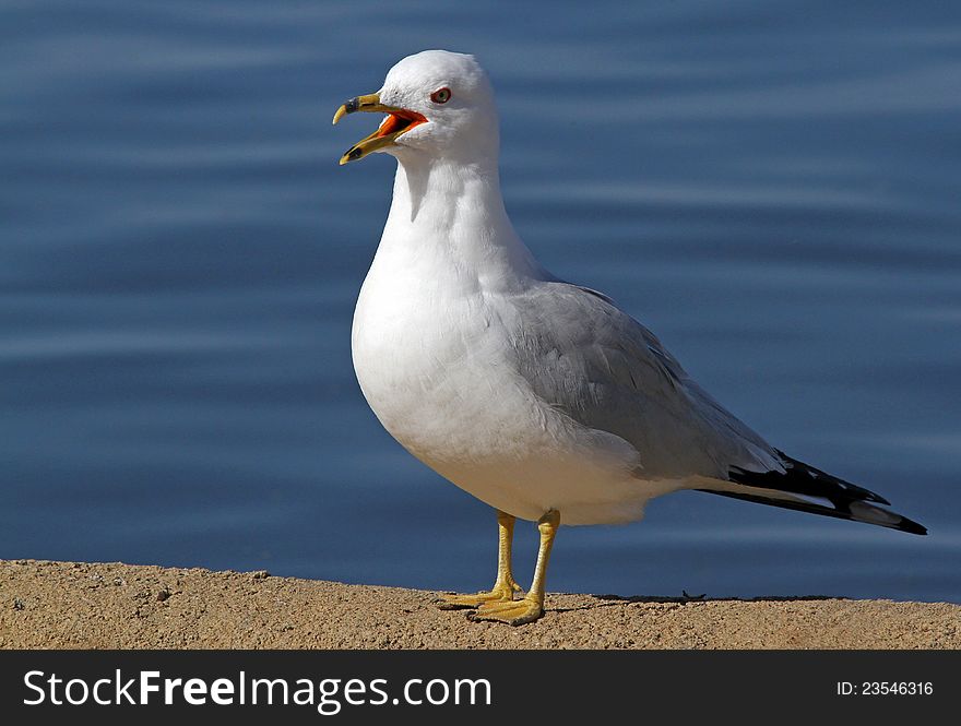 Serious Seagull With Mouth Open Against Dark Blue Water Background. Serious Seagull With Mouth Open Against Dark Blue Water Background