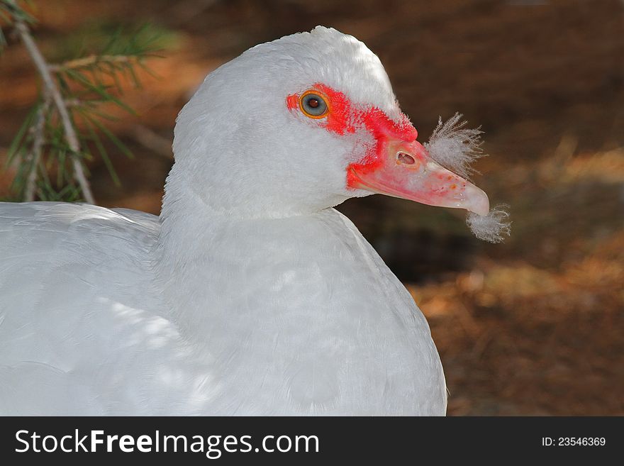 Mascovy Hen Duck With Down Feather Poof On Beak