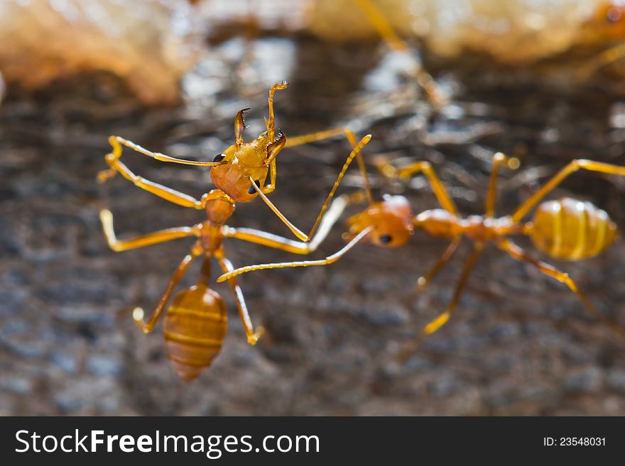 Red weaver ant with wide open jaws. Red weaver ant with wide open jaws