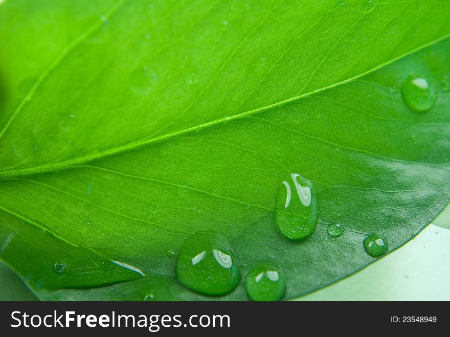 Water droplets on green leaf. Water droplets on green leaf