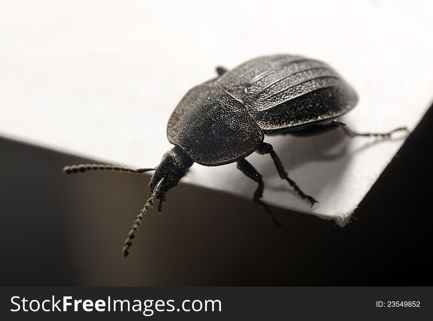 A black beetle looking down from a sheet of paper (macro shot). A black beetle looking down from a sheet of paper (macro shot)