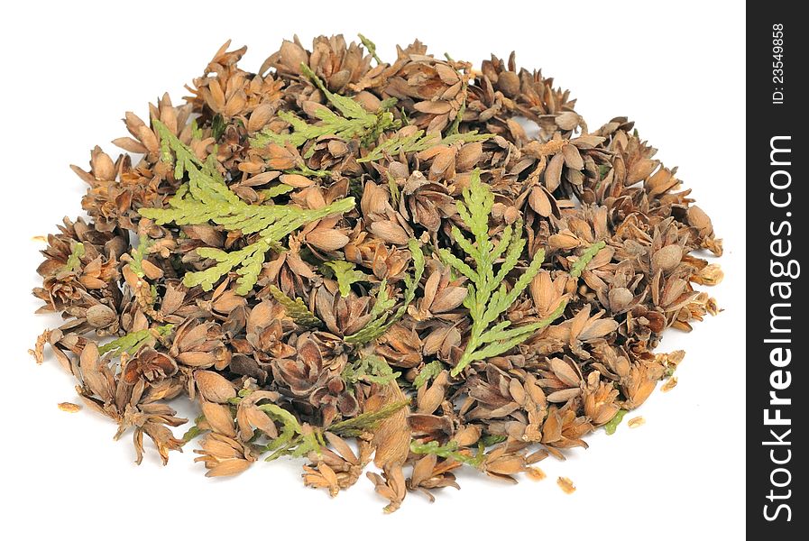 Thuja Cones, Seeds And Leaves