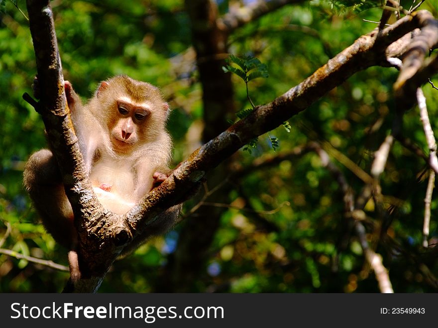 A monkey sits on branches of a tree