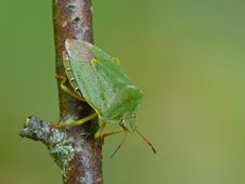 Green Shield Bug Royalty Free Stock Photography Green Shield Bug Royalty Free Stock Photography