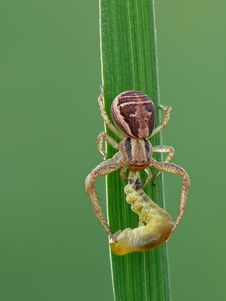 Crab Spider Stock Image