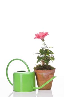 Hibiskus Flower In A Pot And Watering Can Royalty Free Stock Image