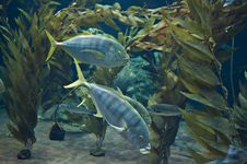 Yellow Tail Fish Stock Photos Yellow Tail Fish Stock Photos