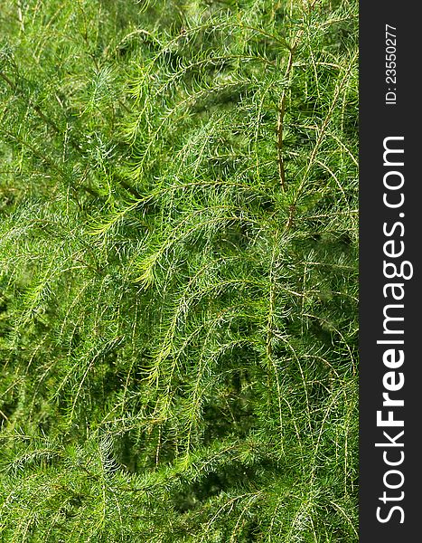 Abstract background from larch branches. Abstract background from larch branches