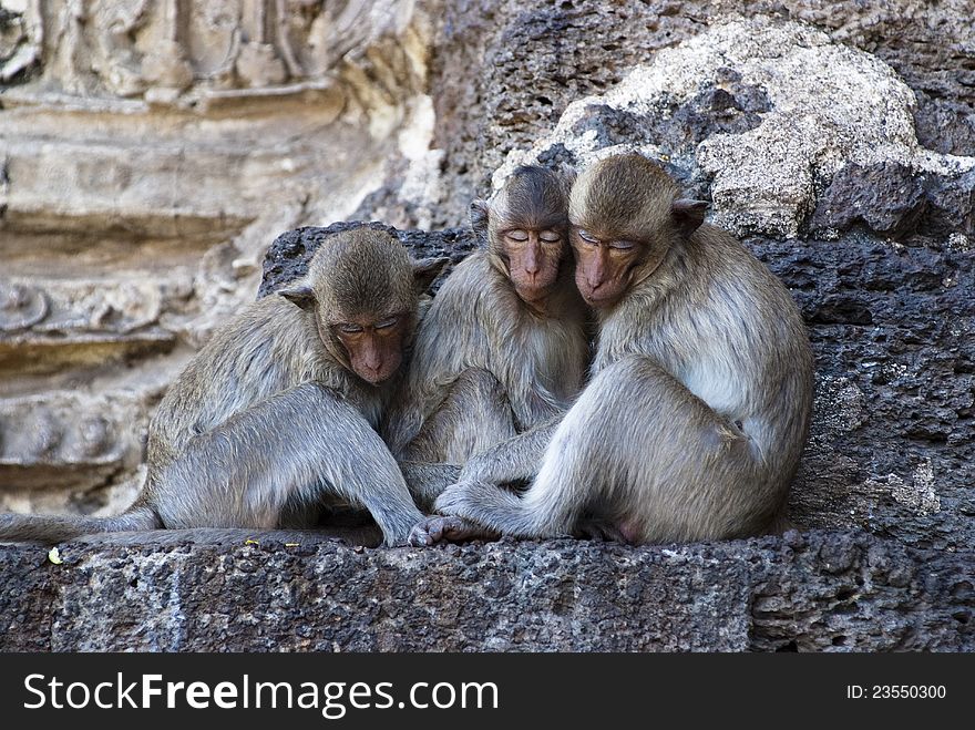 Three monkeys sleep together, Lopburi, Thailand. Three monkeys sleep together, Lopburi, Thailand