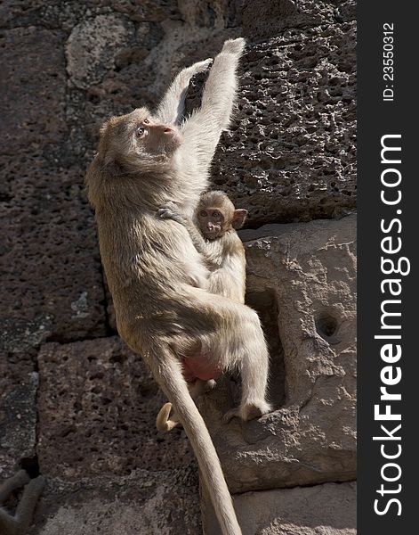 Mother monkey hangs herself on the wall with her baby. Mother monkey hangs herself on the wall with her baby