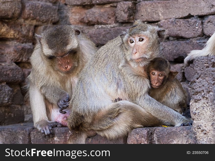 A monkey helps mother monkey getting rid of fleas. A monkey helps mother monkey getting rid of fleas