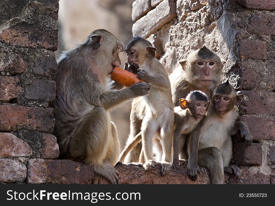 Five monkeys enjoy themselves, Lopburi, Thailand. Five monkeys enjoy themselves, Lopburi, Thailand