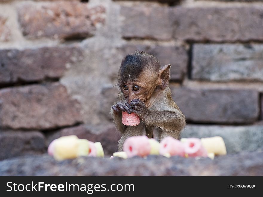 A baby monkey helps itself to snack