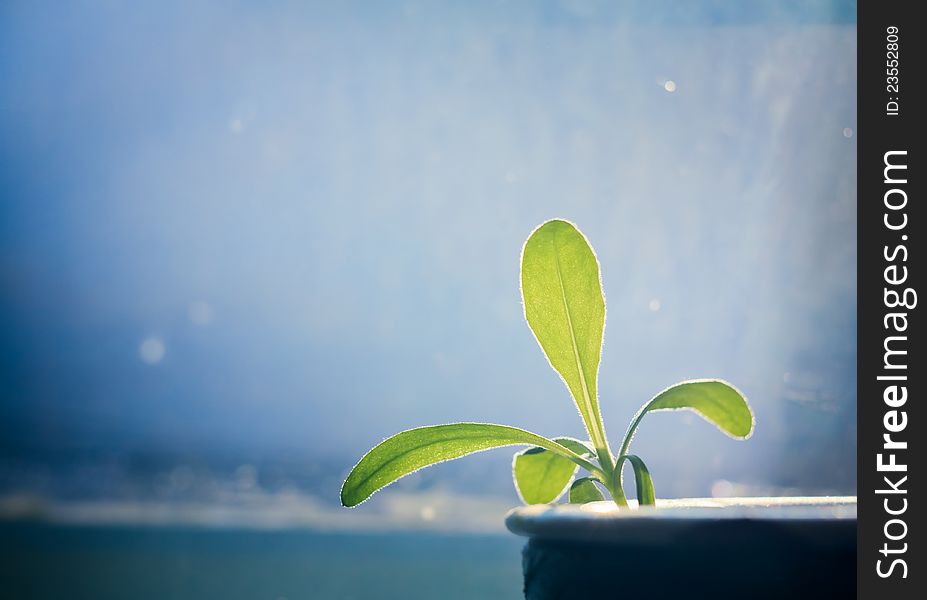 Green Plant On Blue Window Background