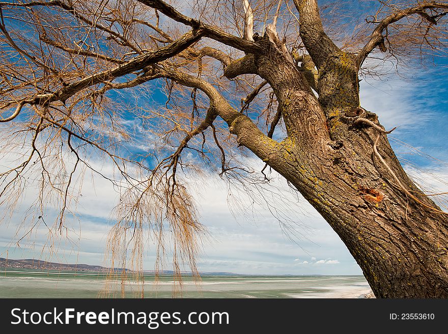 Tree at the frozen, iced lake of Balaton in winter