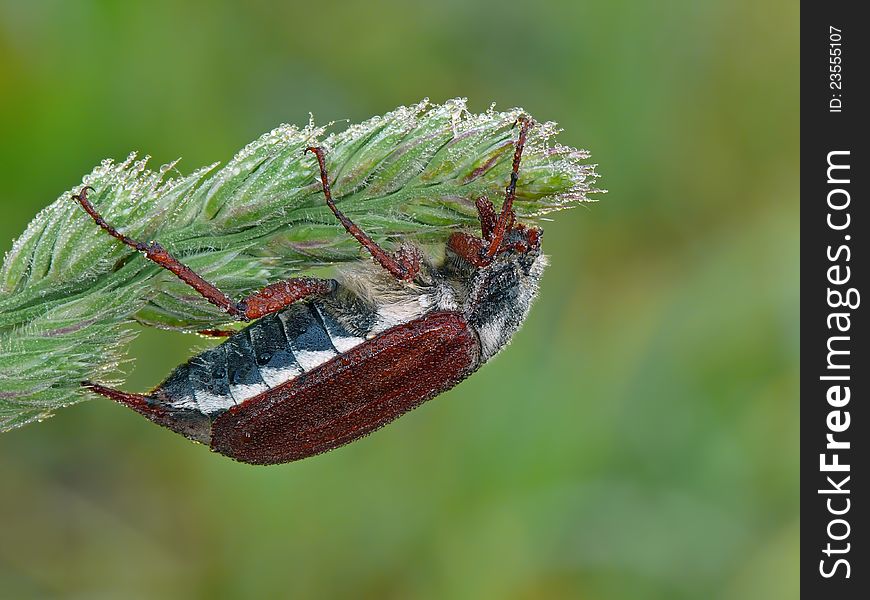 Early morning. Abundant dew and the cockchafer on a bent.