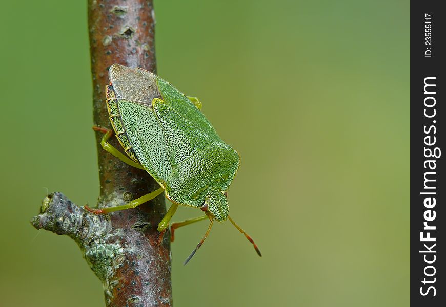 Green shield bug (Palomena prasina) on a twig.