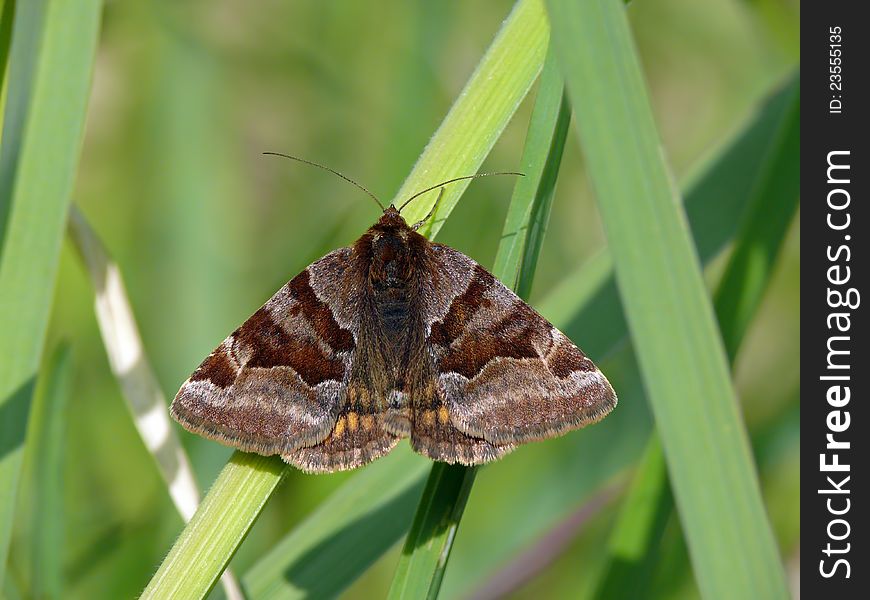 Burnet Companion moth in the high grass.