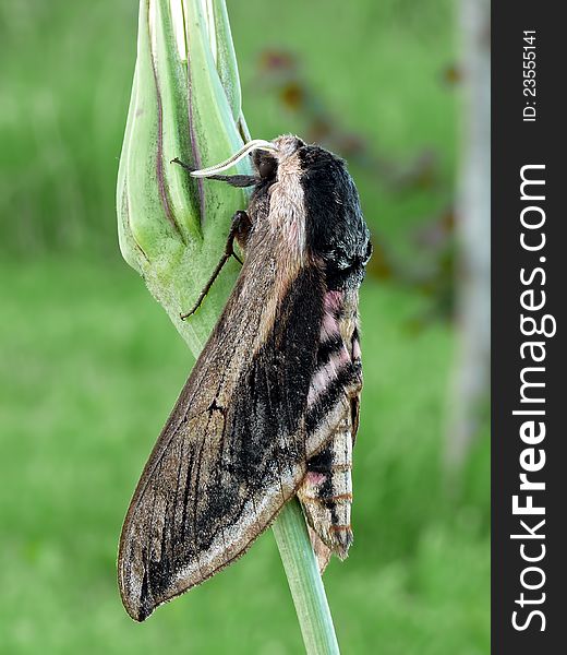 The Privet Hawk moth on a flower.