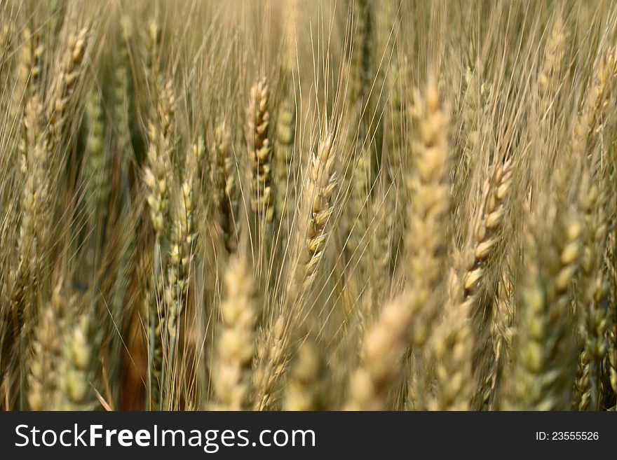 Close-up of ears of barley fields. Close-up of ears of barley fields