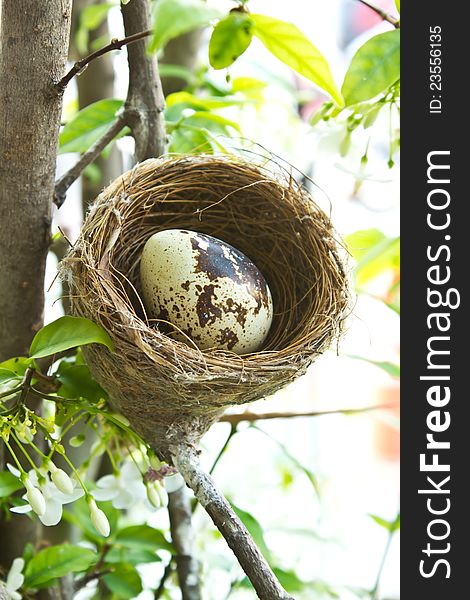 Beautiful  bird nest and egg in the garden. Beautiful  bird nest and egg in the garden