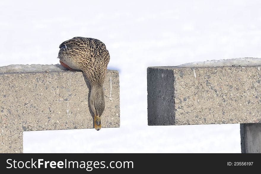 A mallard duck looking down from a parapet in winter