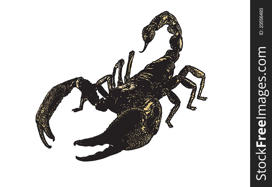 Scorpion crawling in combat position. Scorpion crawling in combat position