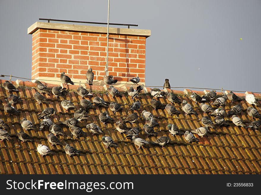 Flock of pigeons on roof