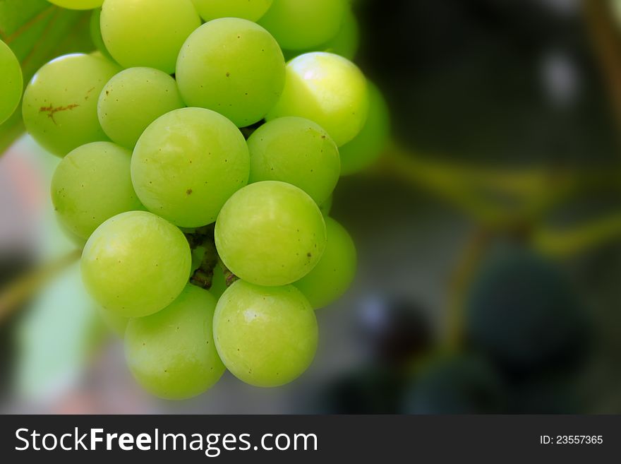 Photo of purple vine and green grapes. Photo of purple vine and green grapes