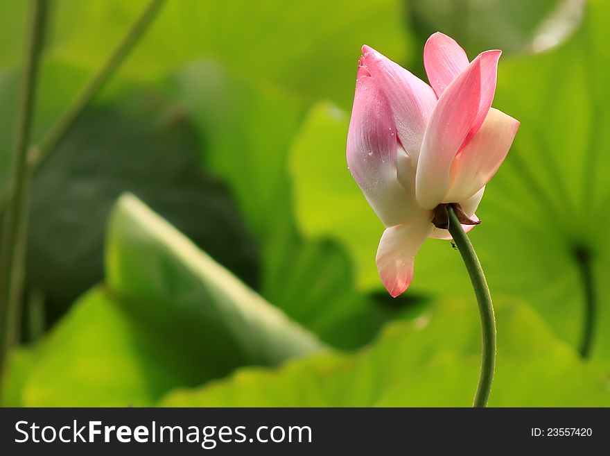 Photo of pink lotus flowers