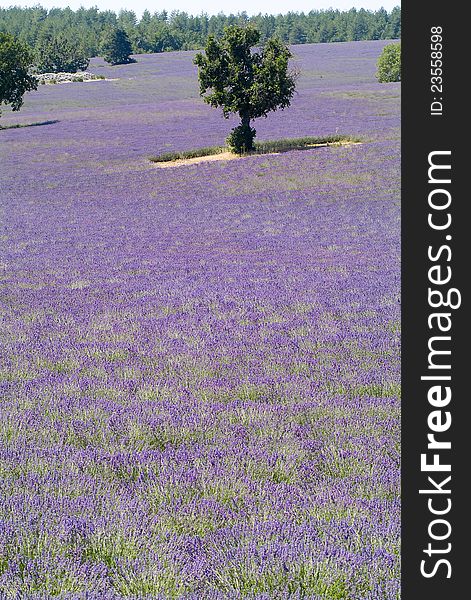 Avander field,summer,Provance France. Avander field,summer,Provance France