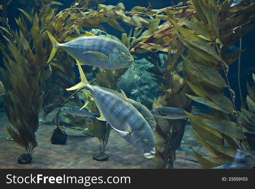 Pack of big fish in a front of aquarium. Pack of big fish in a front of aquarium