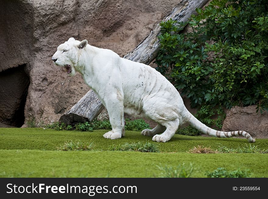 Clear white tiger peeing on green grass