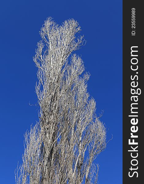 Row of beautiful Populus Alba trees over blue sky in winter. Row of beautiful Populus Alba trees over blue sky in winter