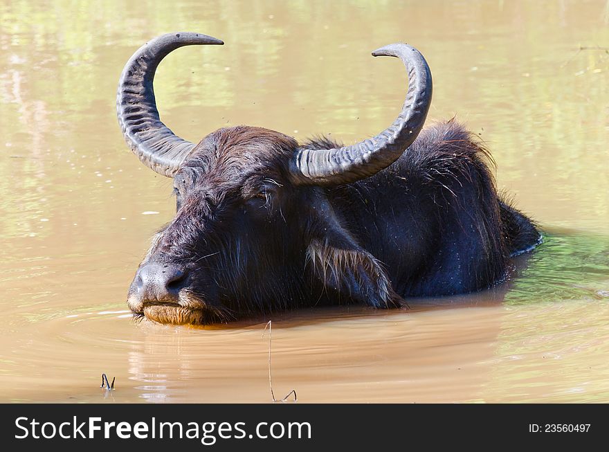 Scenery with a water buffalo in Shri Lanka at evening time. Scenery with a water buffalo in Shri Lanka at evening time