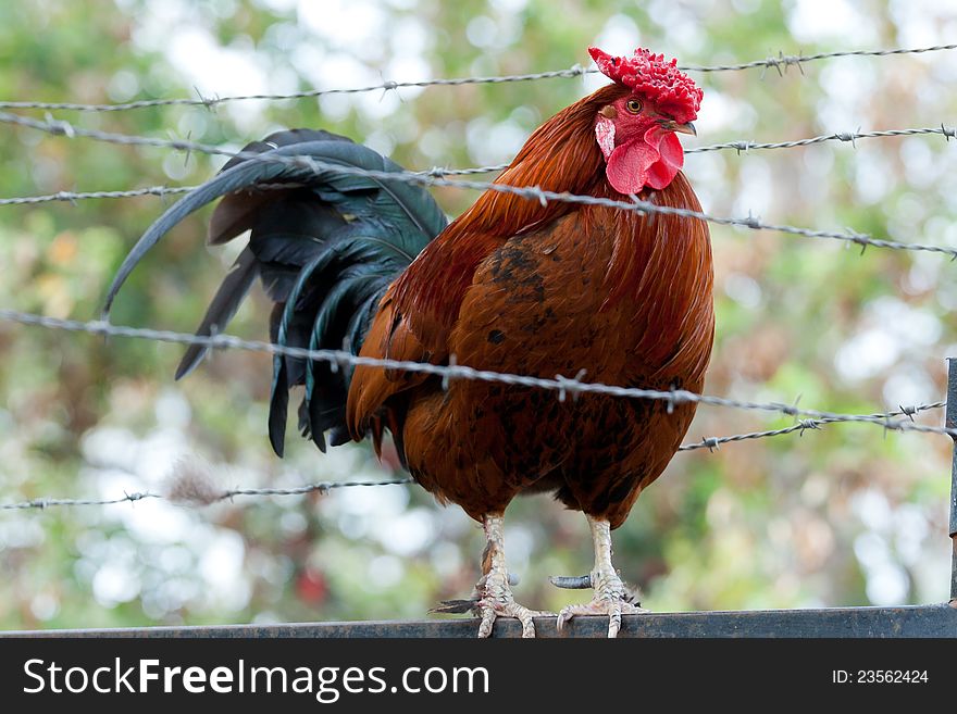 Cock  sitting on the fence with barbed wire. Cock  sitting on the fence with barbed wire