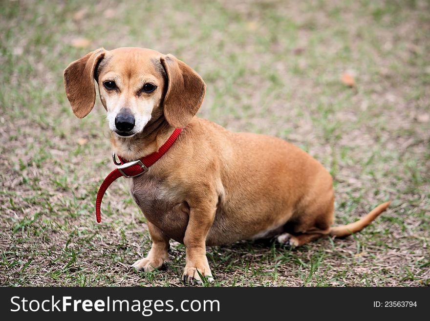 Dachshund dog looking sad in a park