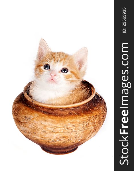 Red kitten in a clay pot on a white background