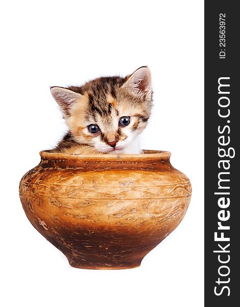 Multi-colored kitten in a clay pot