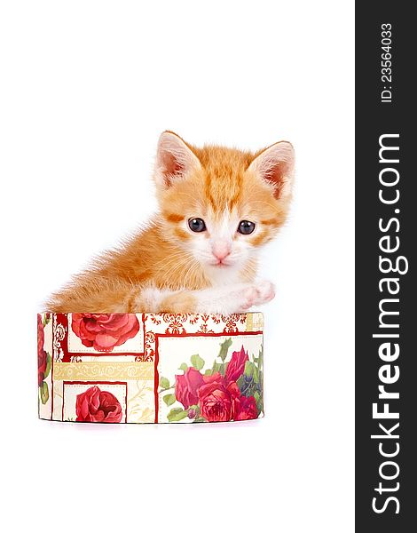 Red kitten in a gift box on a white background