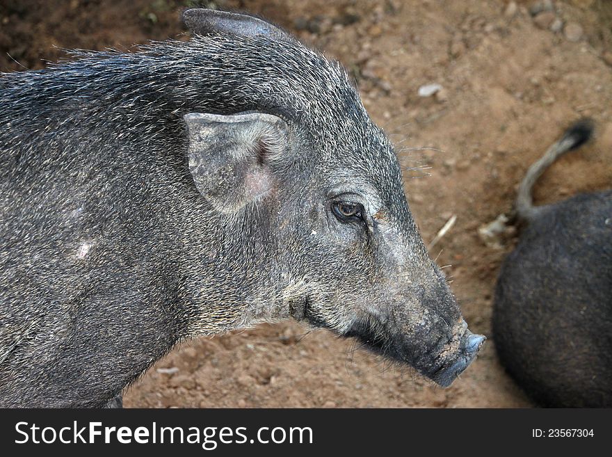 A wild pig in cool wet stable