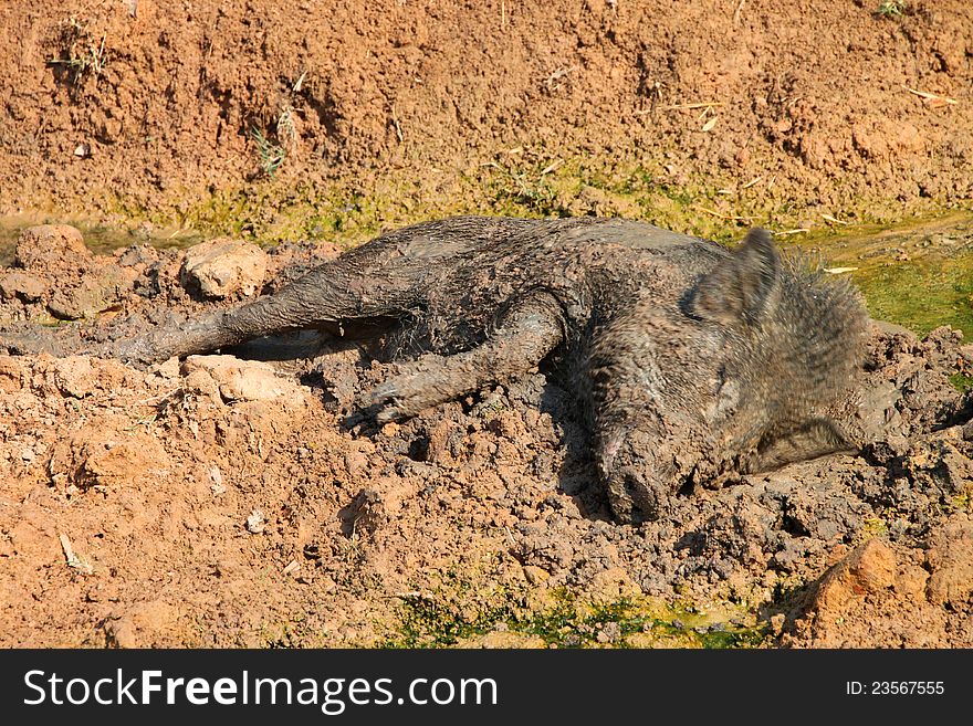 A wild pig is relax playing mud. A wild pig is relax playing mud