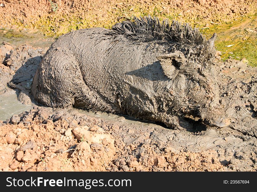 A wild pig is relax playing mud