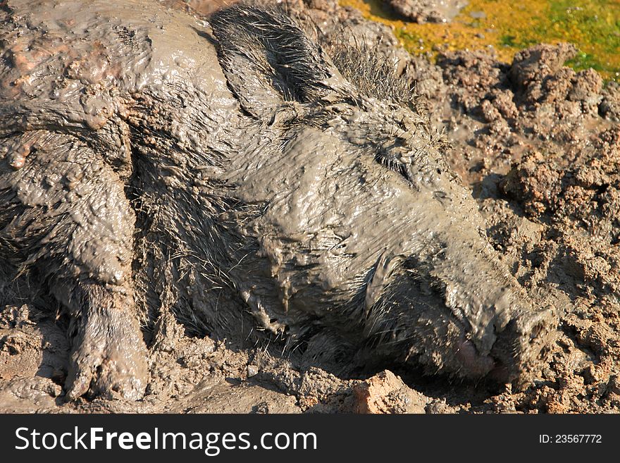 A wild pig is relax playing mud. A wild pig is relax playing mud