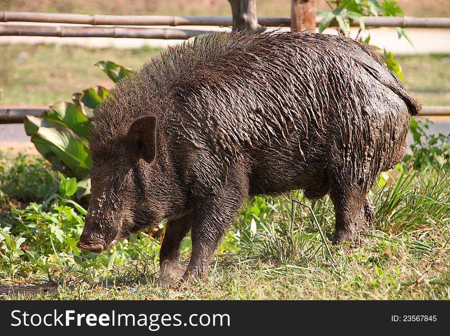 A wild pig is relaxing after playing mud