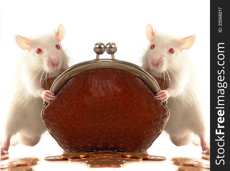 Two rat on a white background